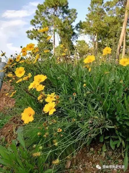 带孩子丽江自驾游,宝妈开着车带熊孩子兜风文案