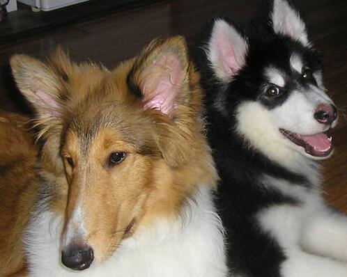 怎么挑选阿拉斯加幼崽,阿拉斯加犬灰桃幼犬如何挑选