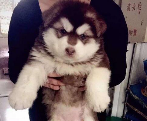 怎么挑选阿拉斯加幼崽,阿拉斯加犬灰桃幼犬如何挑选