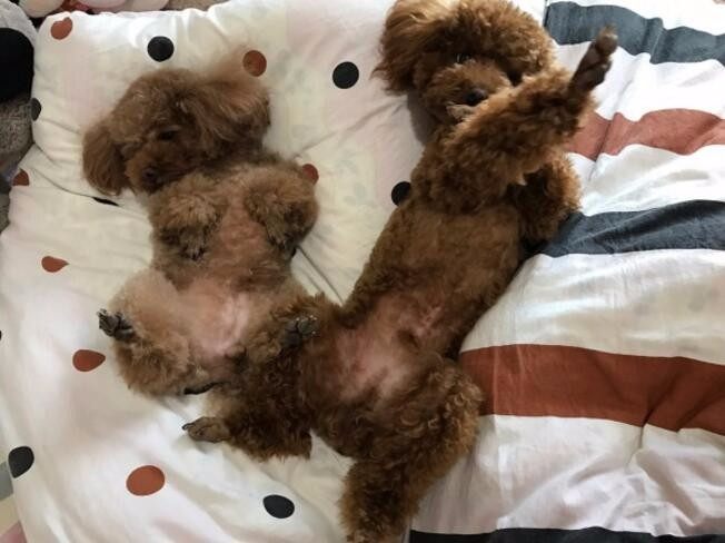 家里养了只泰迪再养一只什么狗,家里养了一只泰迪和一只拉布拉多