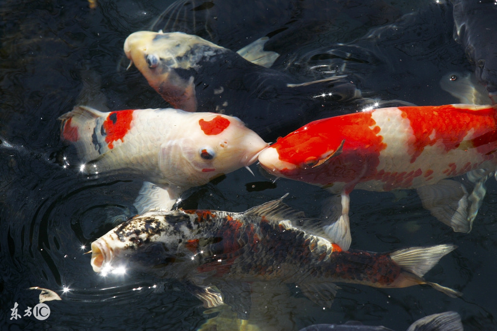 锦鲤在北方能越冬吗,锦鲤冰下越冬关注事项