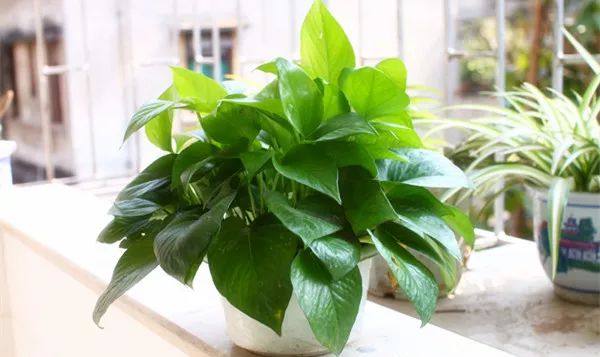 家里的植物叶子发黄怎么回事,叶子发黄的原因与处理方法