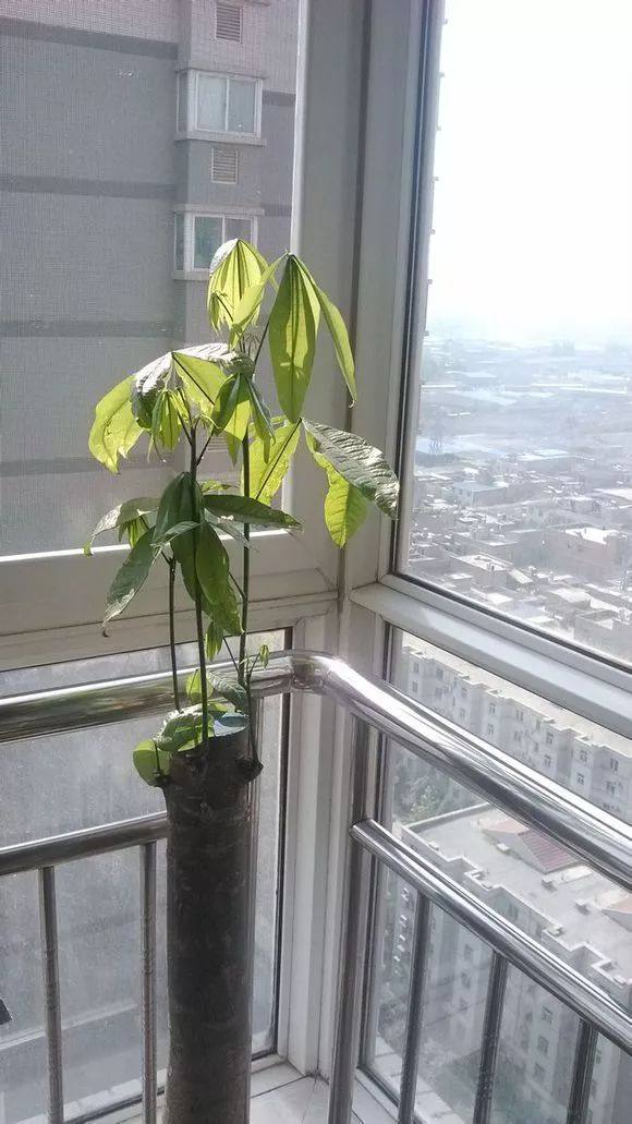 发财树缺水树叶掉光还能拯救吗,发财树死了该怎么救活