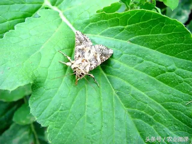 西瓜被“青虫”啃了怎么办？快看这些药剂