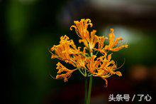 忽地笑药用价值,忽地笑作品