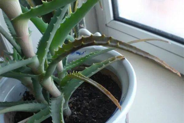 家里的植物叶子发黄怎么回事,叶子发黄的原因与处理方法