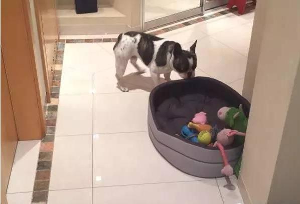 猫咪霸占了狗的小窝,狗窝被猫咪霸占了
