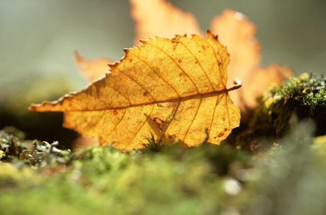 关于养发护发的谣言,脱发严重养发护发有效吗