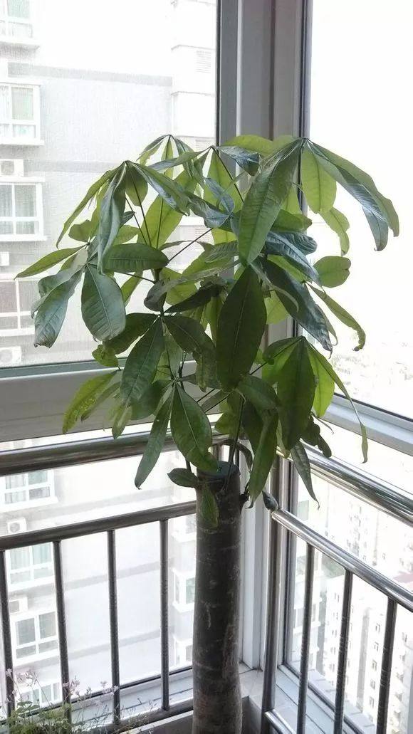 发财树缺水树叶掉光还能拯救吗,发财树死了该怎么救活