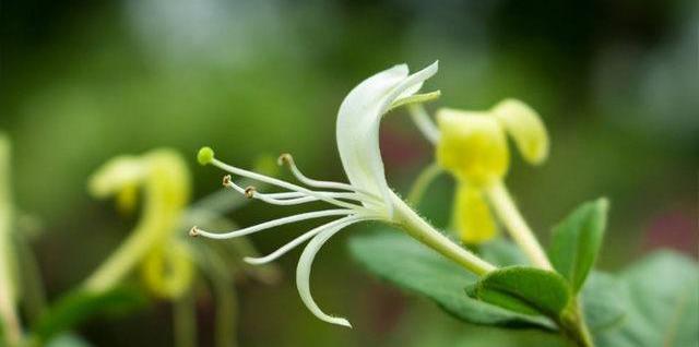 民间妙招：感冒咳嗽，用了就好，乡村医生经常用，你也试试！