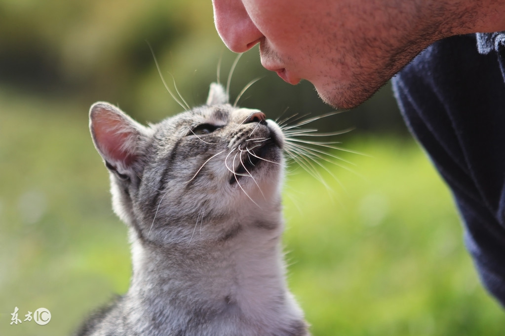 猫咪舔你的意思，我猜你可能不知道