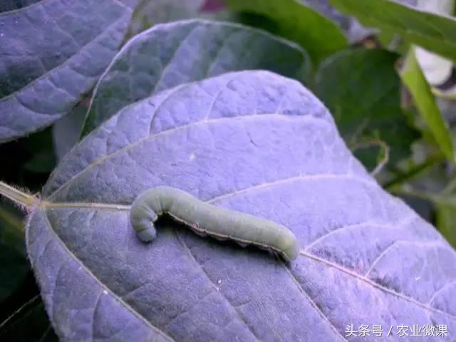 西瓜被“青虫”啃了怎么办？快看这些药剂