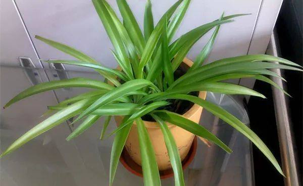 家里的植物叶子发黄怎么回事,叶子发黄的原因与处理方法