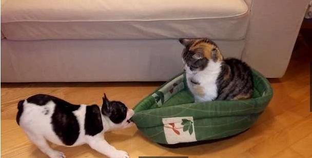 猫咪霸占了狗的小窝,狗窝被猫咪霸占了