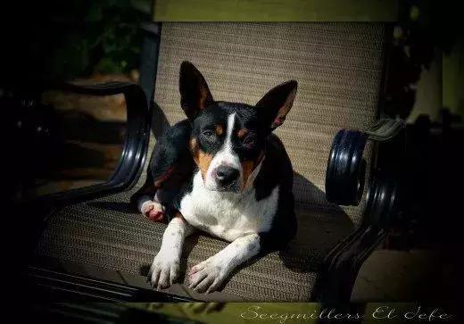 白天当宠物晚上捉老鼠,适合看家抓老鼠的狗