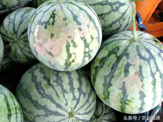 西瓜被“青虫”啃了怎么办？快看这些药剂