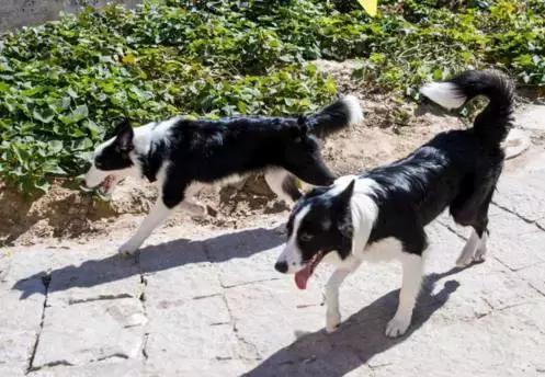 林更新陈赫好吗,林更新和陈赫cp