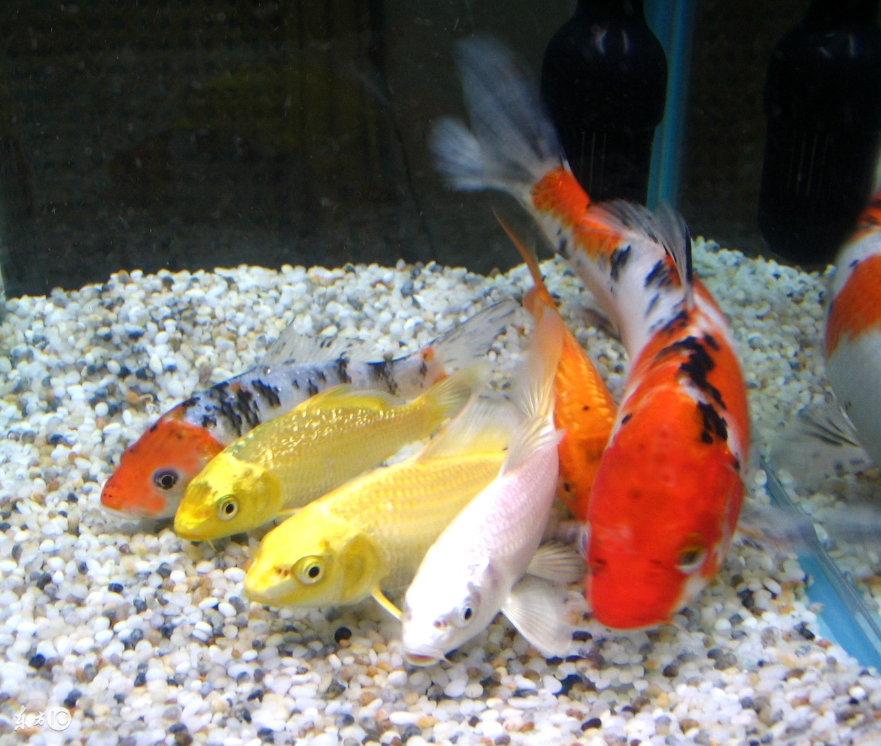 锦鲤在北方能越冬吗,锦鲤冰下越冬关注事项