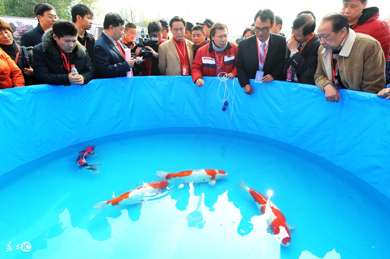 锦鲤在北方能越冬吗,锦鲤冰下越冬关注事项