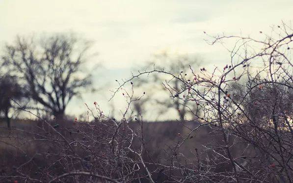 家里的植物叶子发黄怎么回事,叶子发黄的原因与处理方法