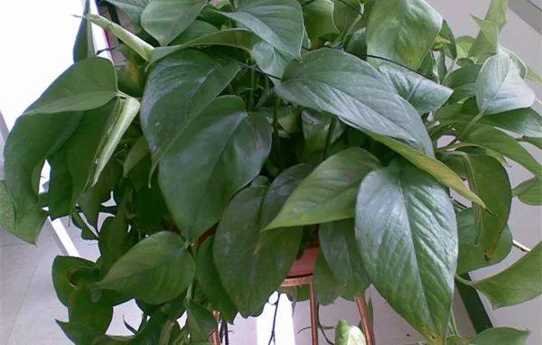 家里的植物叶子发黄怎么回事,叶子发黄的原因与处理方法