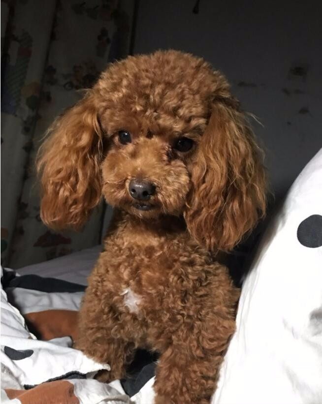 家里养了只泰迪再养一只什么狗,家里养了一只泰迪和一只拉布拉多