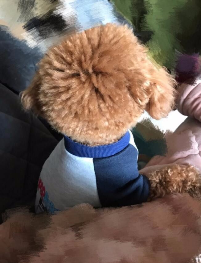 家里养了只泰迪再养一只什么狗,家里养了一只泰迪和一只拉布拉多