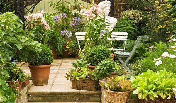 家里的植物叶子发黄怎么回事,叶子发黄的原因与处理方法