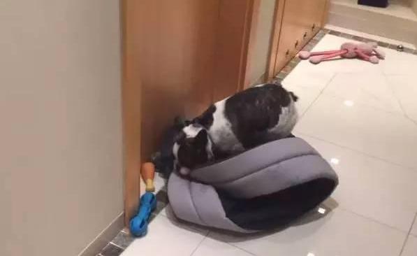 猫咪霸占了狗的小窝,狗窝被猫咪霸占了