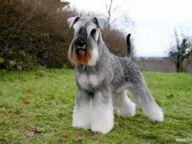 白天当宠物晚上捉老鼠,适合看家抓老鼠的狗