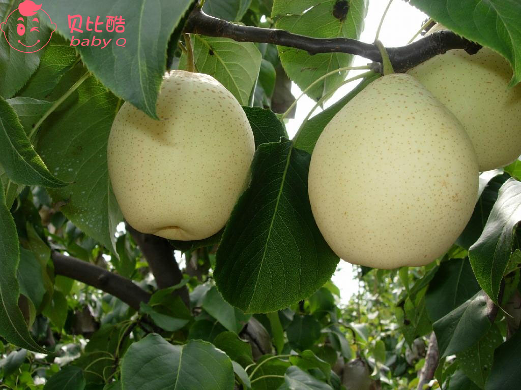 想咳嗽好吃什么,想要宝宝消化好吃什么