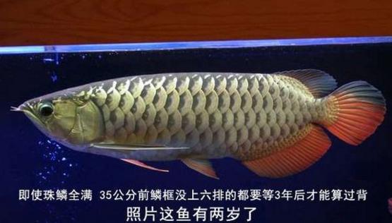 金龙鱼幼鱼,生态缸养金龙鱼幼鱼