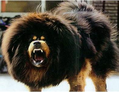 犬种百科之博美犬,犬种百科之阿拉斯加犬