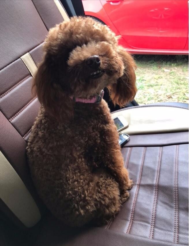 家里养了只泰迪再养一只什么狗,家里养了一只泰迪和一只拉布拉多