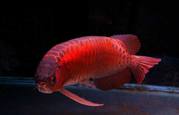 会看日历的你看得懂鱼的日历么？