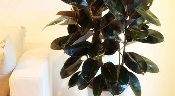 家里的植物叶子发黄怎么回事,叶子发黄的原因与处理方法