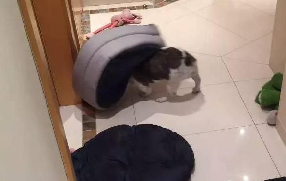 猫咪霸占了狗的小窝,狗窝被猫咪霸占了