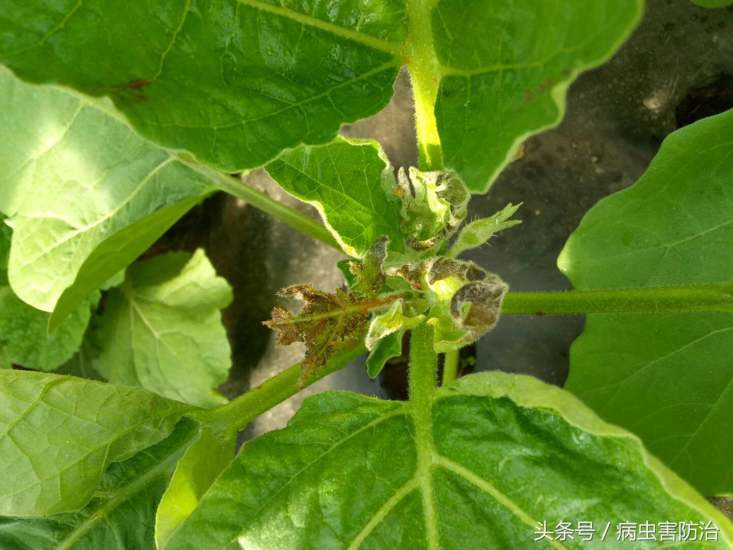 农药使用方法有哪些如何科学用药,怎么评价农药的药效和防效