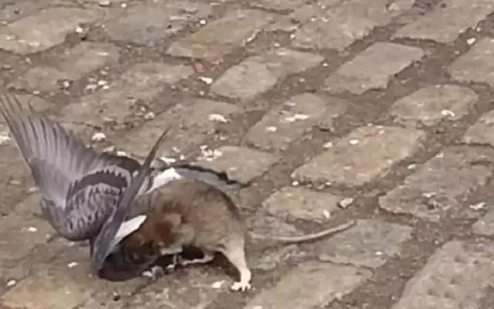 白天当宠物晚上捉老鼠,适合看家抓老鼠的狗