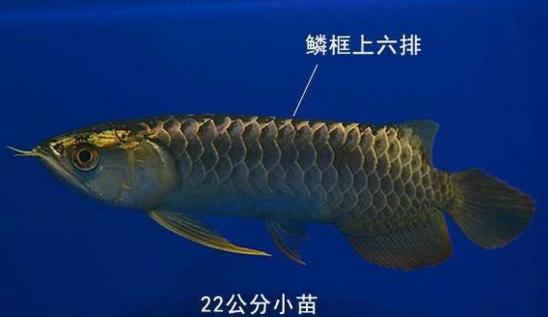 金龙鱼幼鱼,生态缸养金龙鱼幼鱼