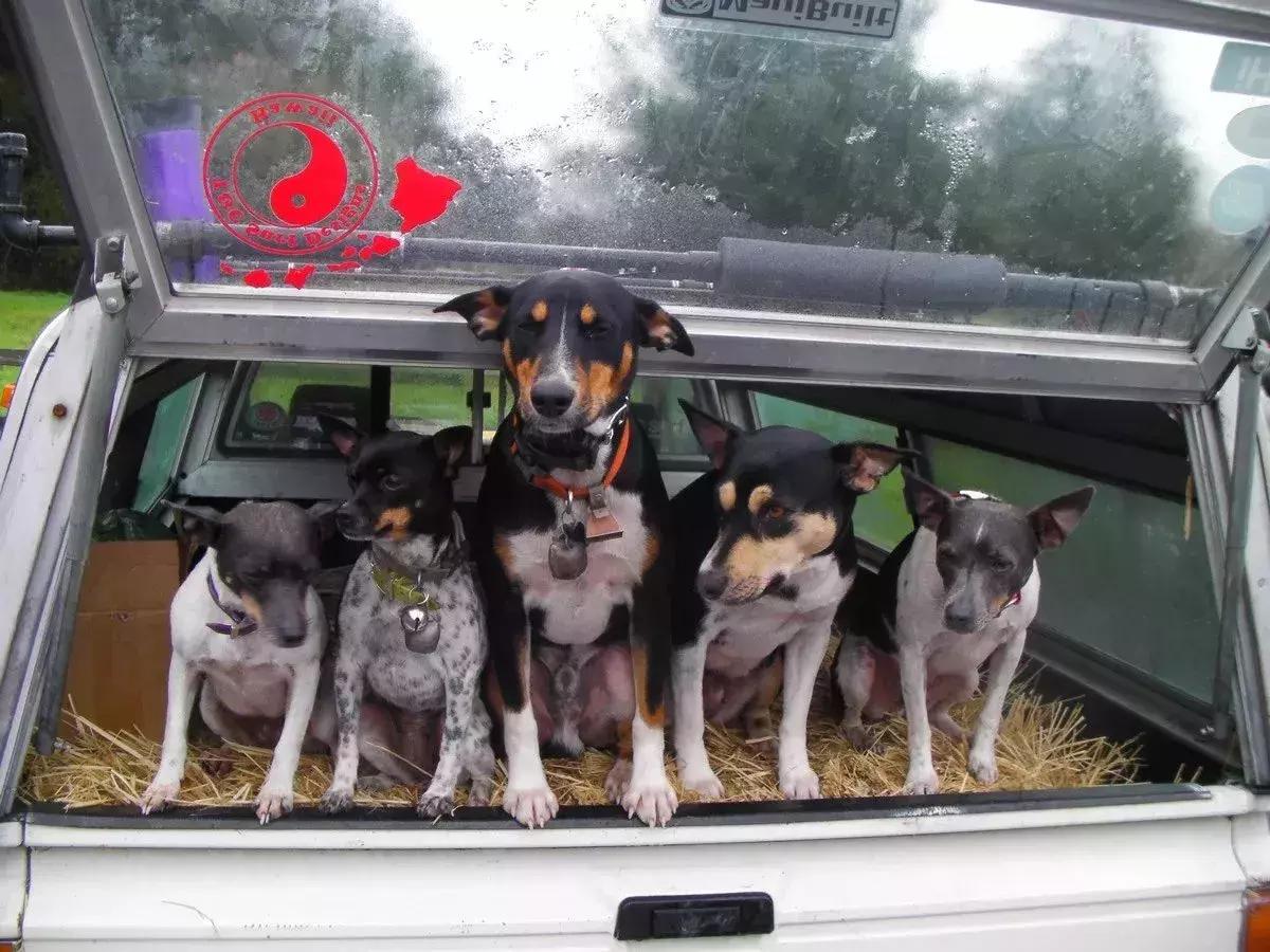 白天当宠物晚上捉老鼠,适合看家抓老鼠的狗