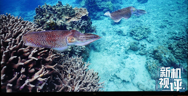 小米电视465寸体验,小米手机玩游戏卡得离谱