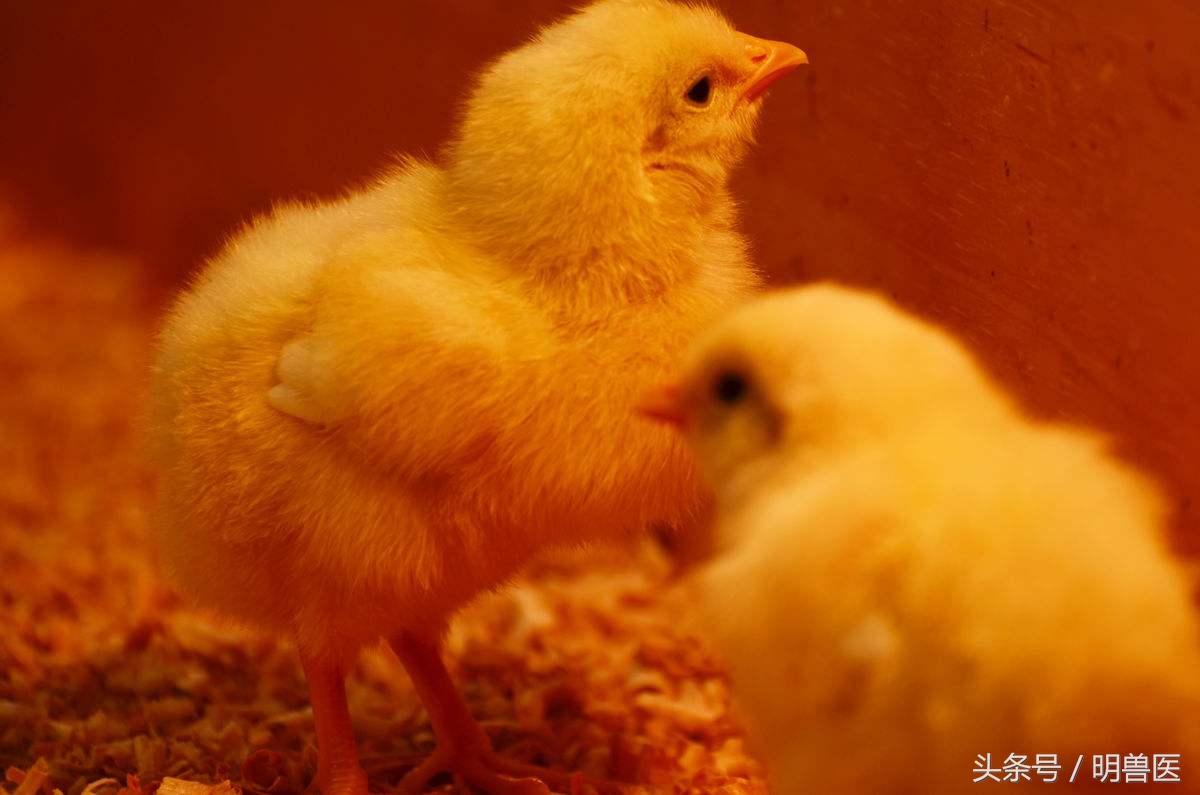 养鸡不发病的原因和解决方法,养鸡的技术和方法小鸡生病怎么办