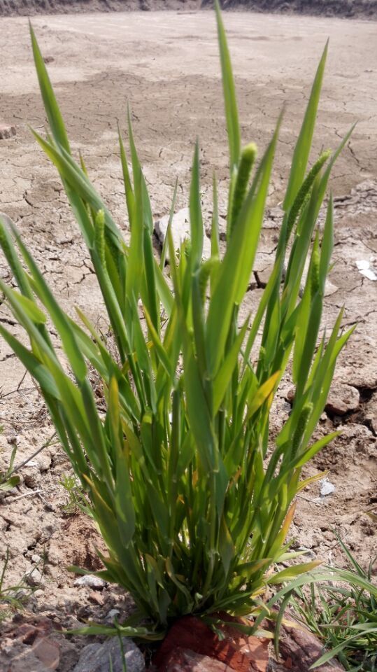 顽固性野草用什么除草剂,能杀灭一切野草杂草的特效除草剂