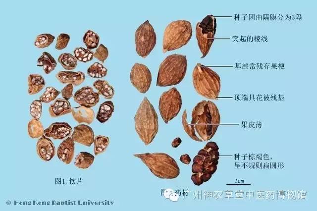 益智仁暖肾固精缩尿温脾,脾虚肾虚乏力中药处方