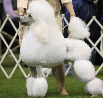 Simon说狗公寓中的精灵小泰迪