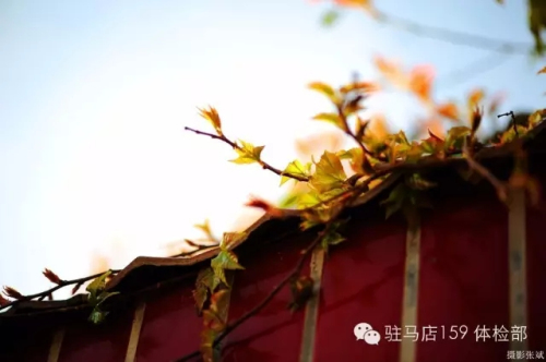 驻马店159是私人医院吗,驻马店159医院为啥改名