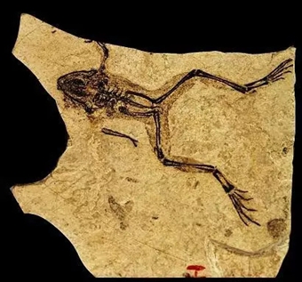 奇石的造假手段,奇石造假全过程