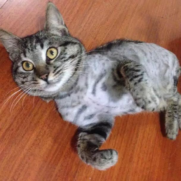 上海领养猫公益,上海领养狗狗店