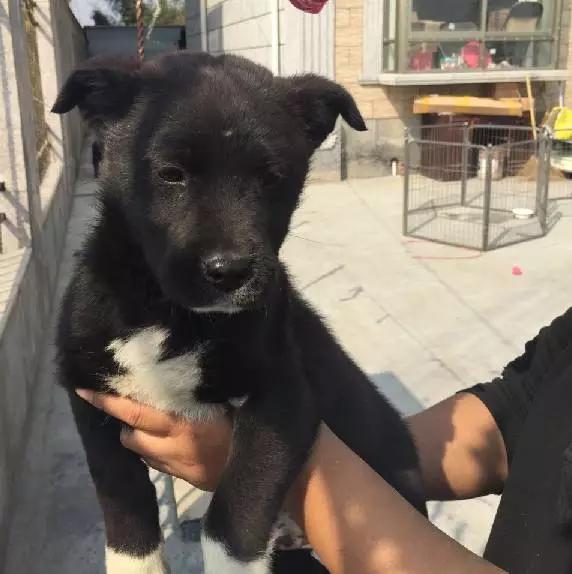 上海领养猫公益,上海领养狗狗店